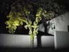 light on tree 1