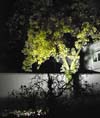 light on tree 2